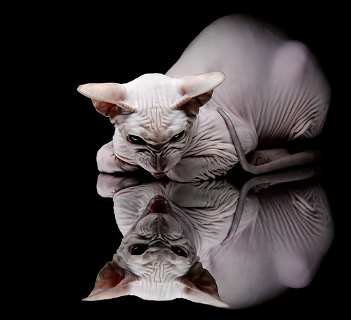 布伦森生涯之夜闪耀,黄蜂决胜局力擒猛龙