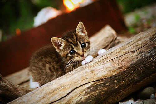 绿茵征伐,当法国踏平伊拉克,卡瓦哈尔如何成为终极胜负手?