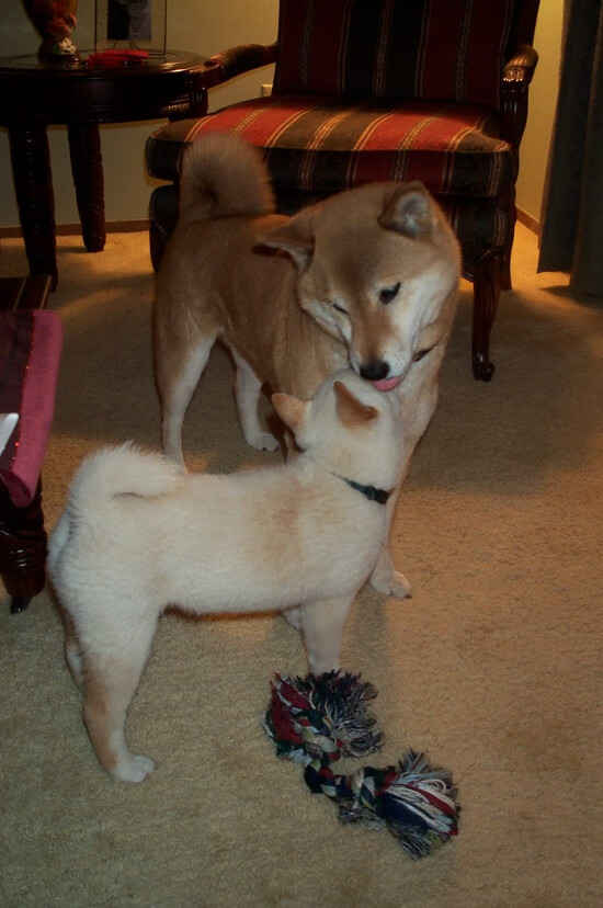 绿茵场上的文明对话,当尼日利亚雄鹰遇见法国蔚蓝海岸