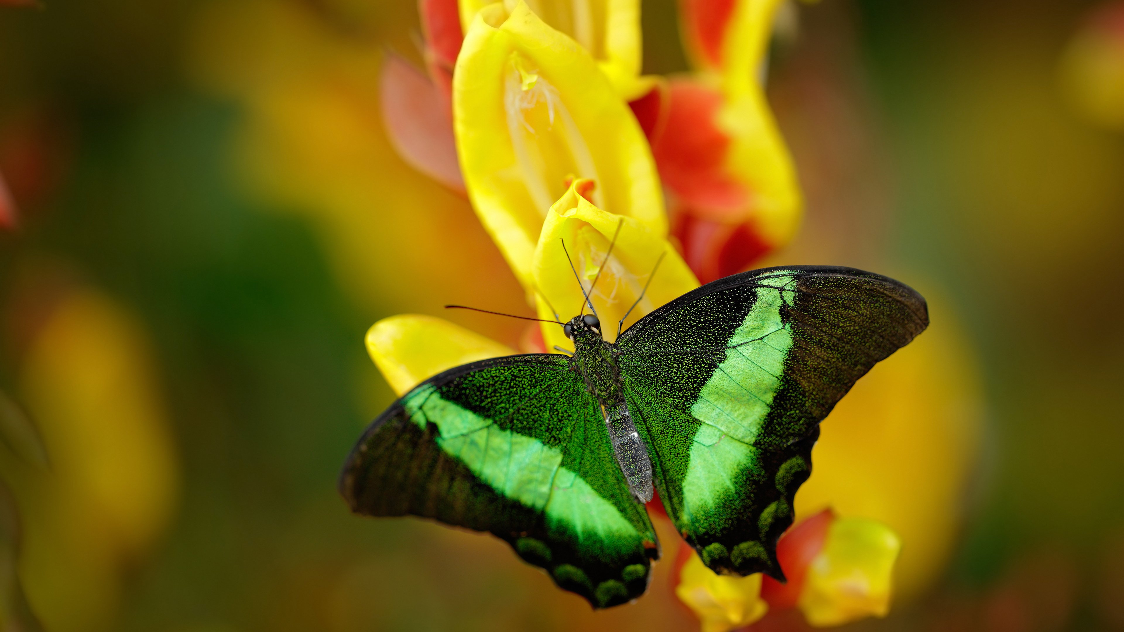 北欧童话击碎钢铁洪流,三笘薰,芬兰逆转比利时的关键先生