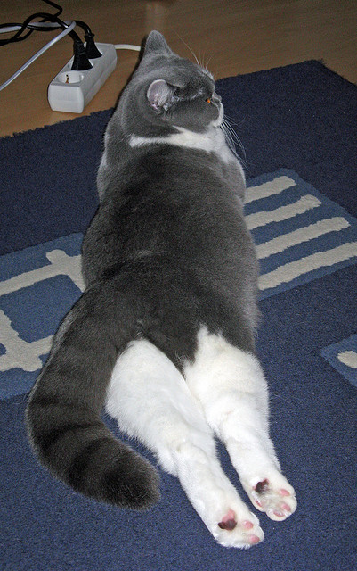 速度与激情的双重奏，F1街道赛焦点战与新疆队速胜热火的体育盛宴