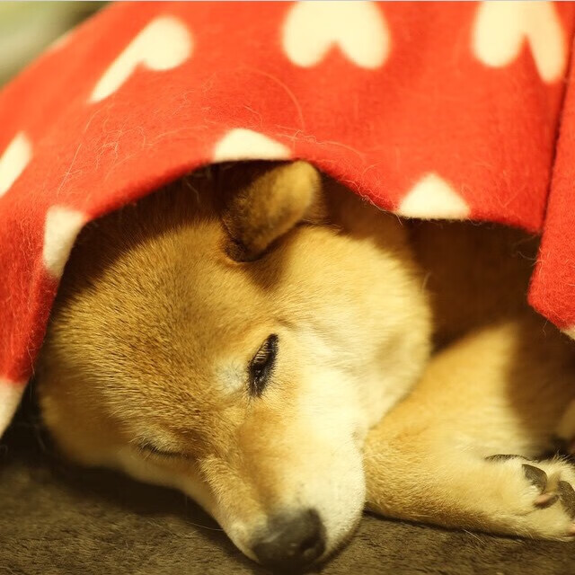 双面焦点，卡塞米罗的命运铁幕与阿根廷的强行终结