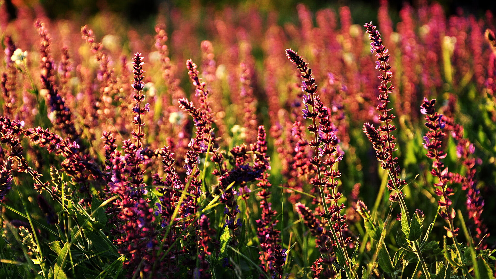 围栏与足球，当美国在光刻机上制霸荷兰，法比尼奥在欧冠赛场接管比赛
