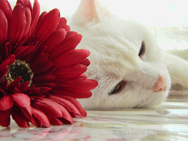 闪耀东方之夜,劳塔罗在阿尔及利亚对阵阿根廷的沙漠风暴中打出生涯代表作