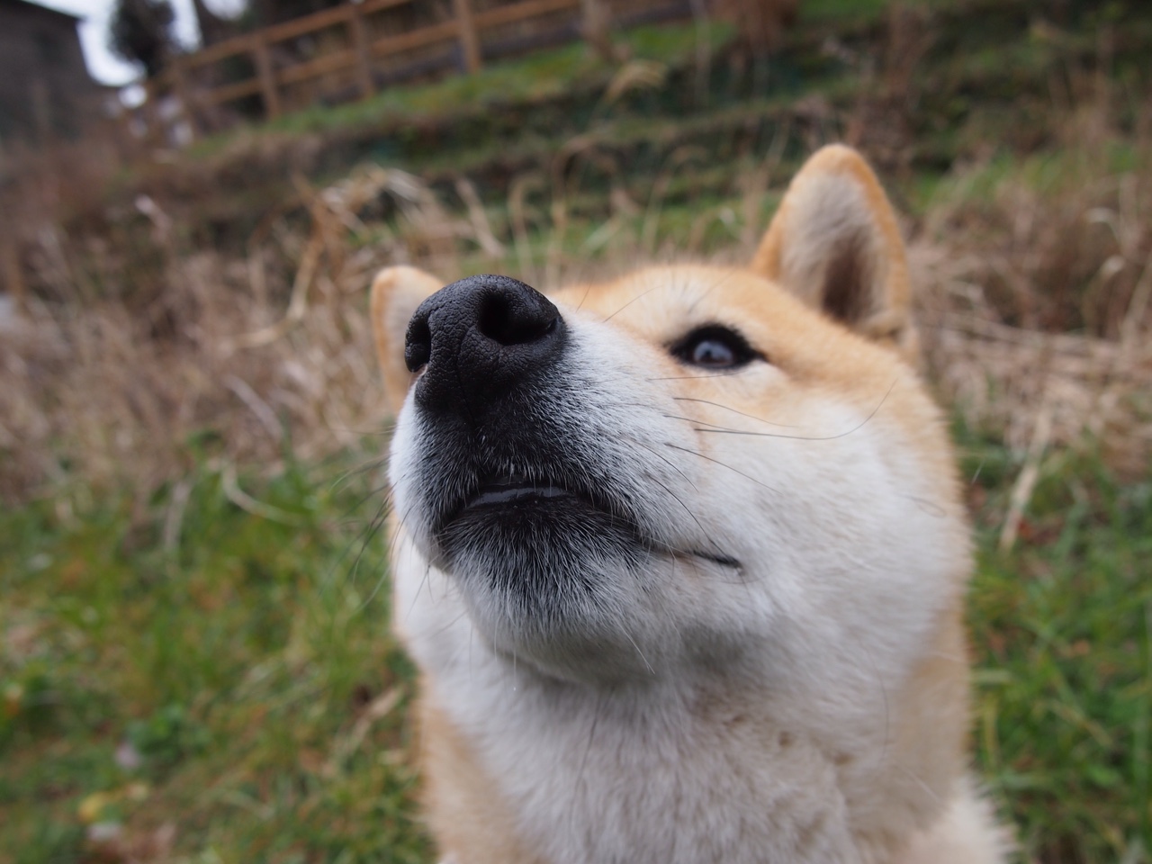 开云体育APP下载-掘金关键战突围活塞，东契奇焦点战证明自我—NBA赛场上的双星闪耀