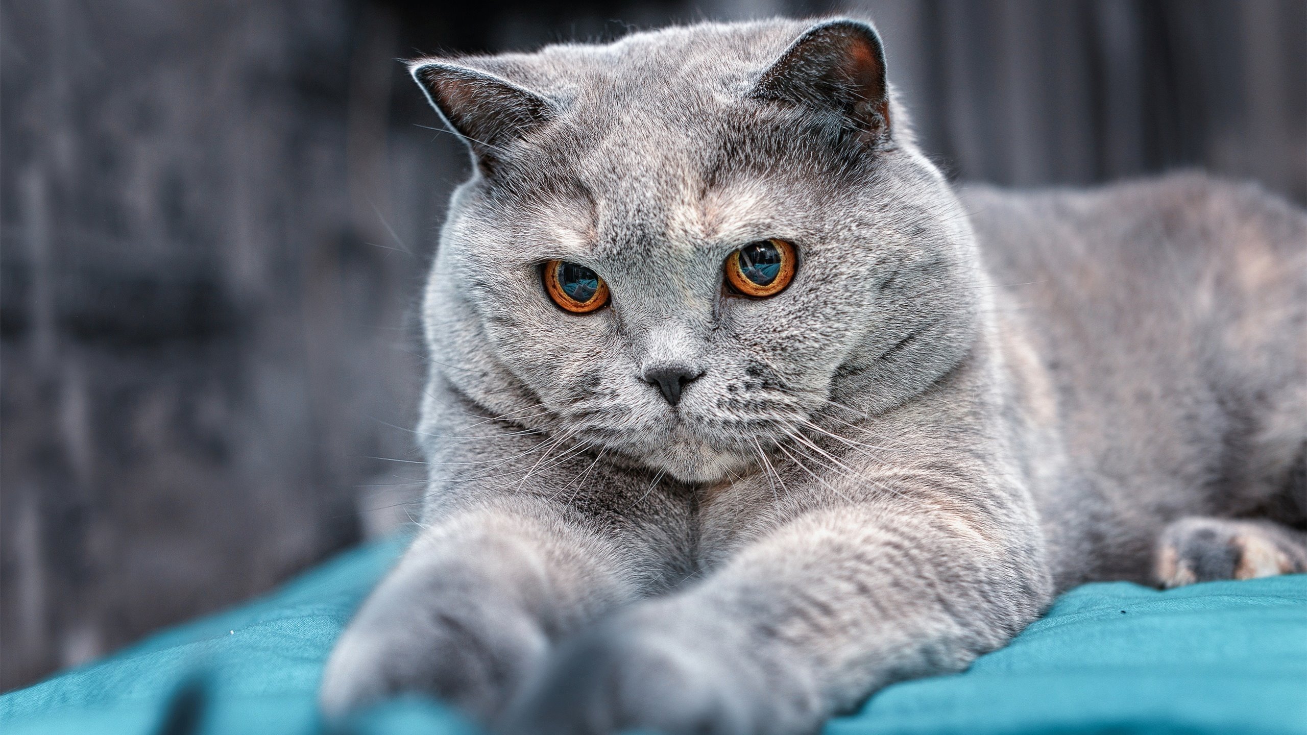 开云体育下载-闪耀东方之夜,劳塔罗在阿尔及利亚对阵阿根廷的沙漠风暴中打出生涯代表作