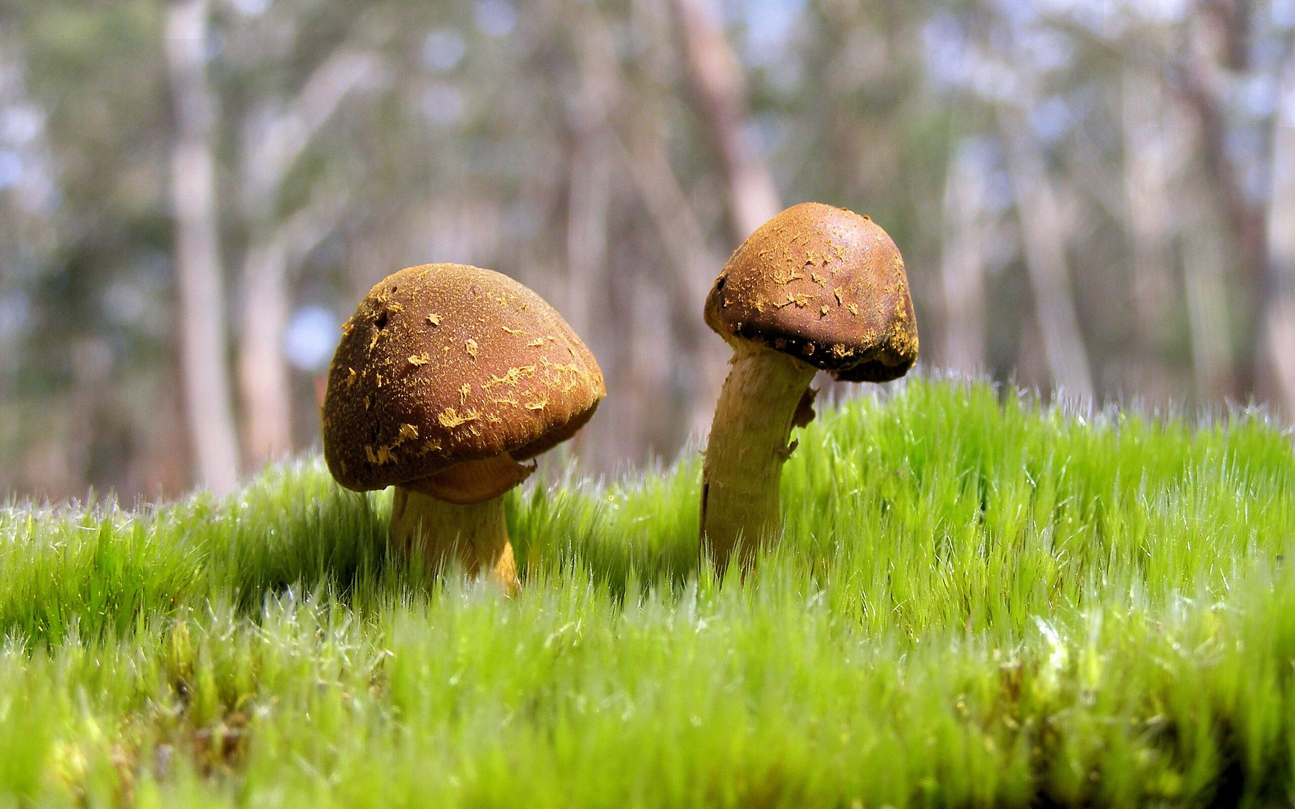 开云下载-莫兰特撕裂魔术防线，国王争冠战强势胜出